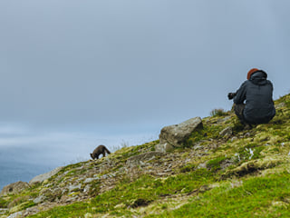 Arctic fox in Hornstrandir Nature Reserve, Iceland