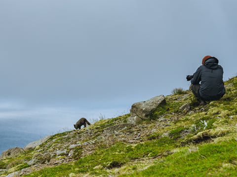 Arctic fox in Hornstrandir Nature Reserve, Iceland