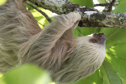 Costa Rica – Best of Costa Rica 6 Days