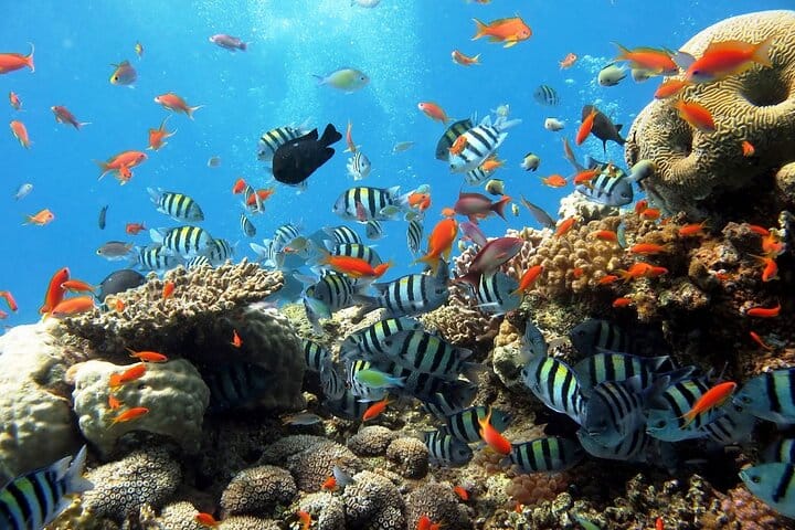 sharm el sheikh safari trip