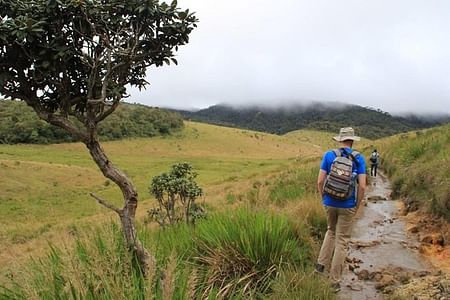 Private Tour to Horton Plains & Pedro Tea Factory from Nuwara Eliya