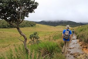 Private Day Trip: Horton Plains and Pedro Tea Factory from Nuwara Eliya