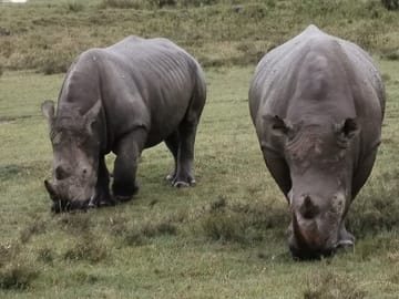 Southern white rhino in lake nakuru