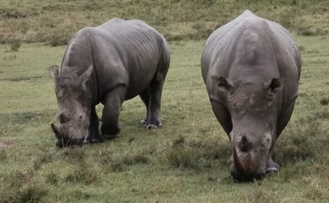 5-Day Safari in Maasai Mara, Lake Nakuru and Naivasha