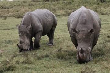 5-Day Safari in Maasai Mara, Lake Nakuru and Naivasha