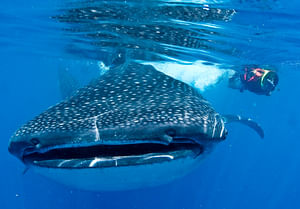 Cancun Whale Sharks All-Inclusive Tour