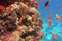 Abu Munkar Island trip by a speed boat Hurghada
