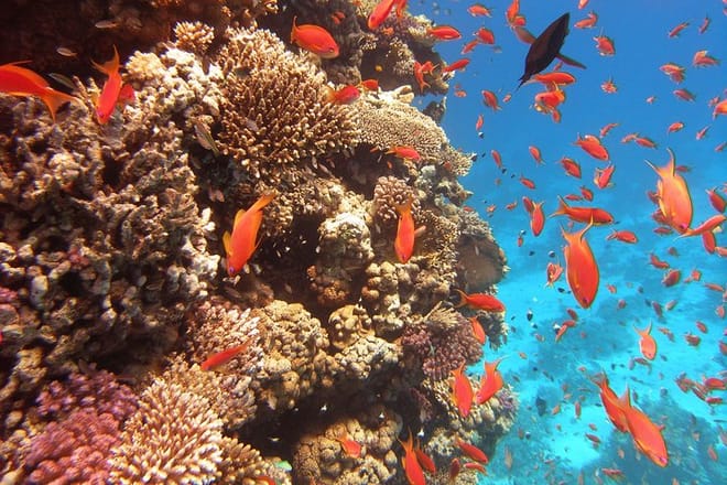 Abu Munkar Island trip by a speed boat Hurghada