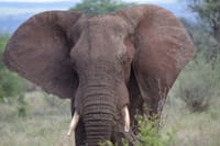 Elephant among the famous big 5