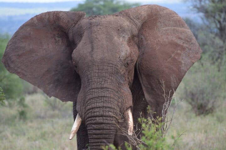 Elephant among the famous big 5