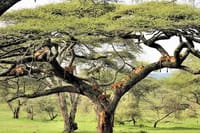 Lake Manyara tree climbing lions