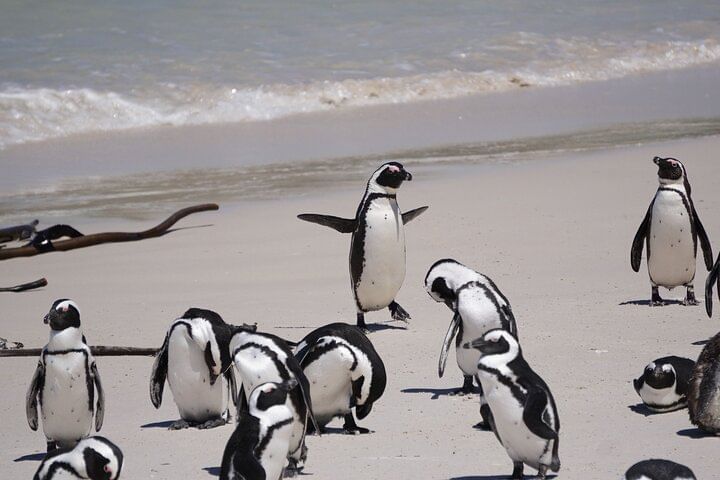 Explore Cape of Good Hope and Boulders Beach Private Tour