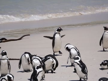 Private Tour of Cape Point and Boulders Beach from Cape Town