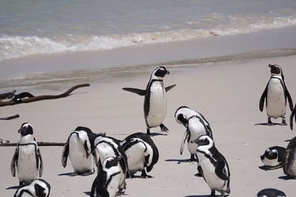 Explore Cape of Good Hope and Boulders Beach Private Tour