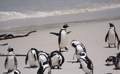 Private Tour of Cape Point and Boulders Beach from Cape Town