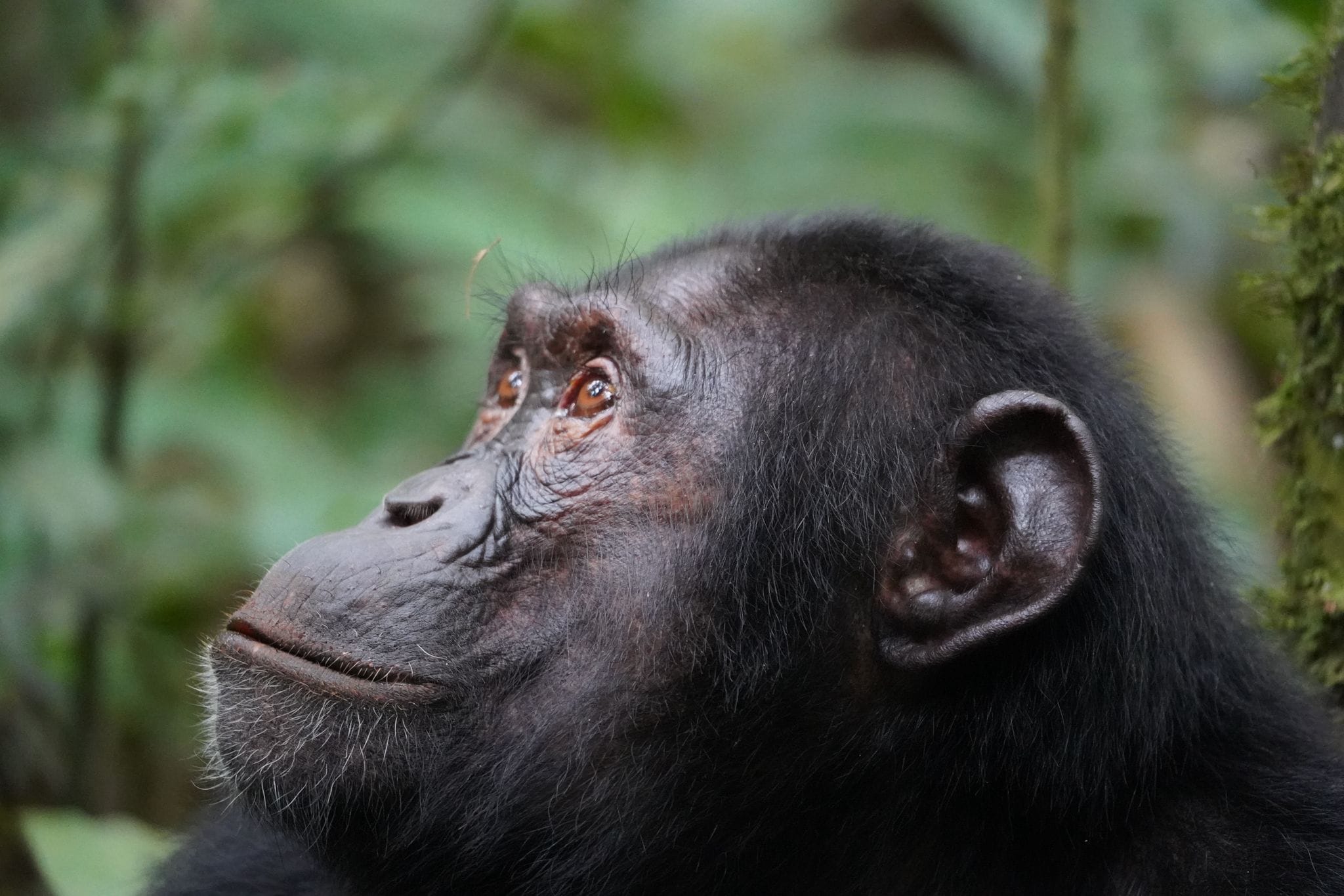 Chimpanzee in Kibale national park.