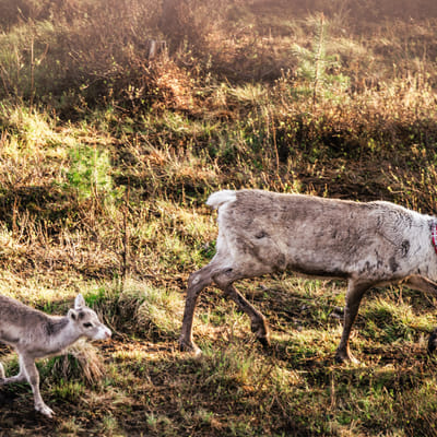 Visit a Real Reindeer Farm - Image 13