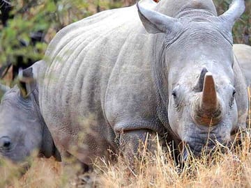 Safari Day Trip | The Last Two Northern White Rhinos | Ol Pejeta Conservancy