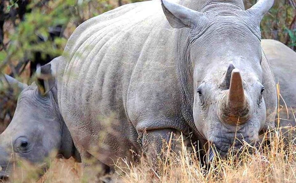 Safari Day Trip | The Last Two Northern White Rhinos | Ol Pejeta Conservancy