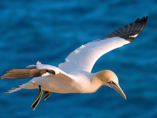 Whale Watching and Marine Life Tour in Faxafloi, photo 17