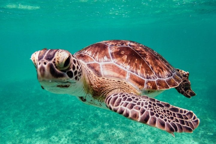 Experiencia en Tulum con ruinas, tortugas y cenotes