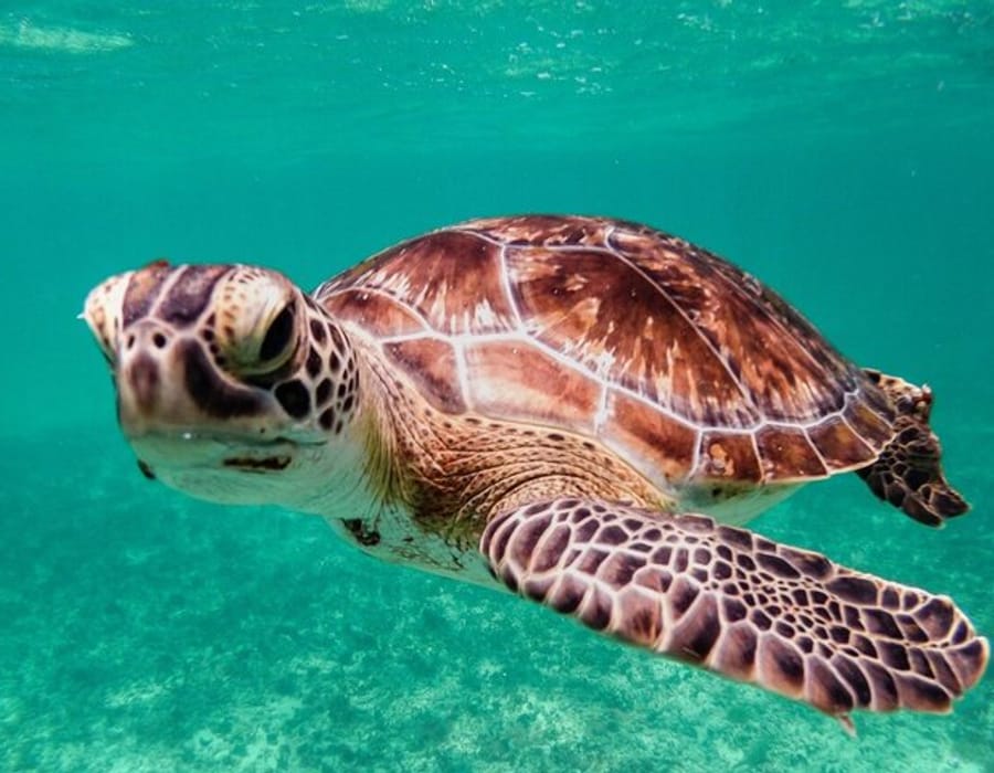 Experiencia en Tulum con ruinas, tortugas y cenotes