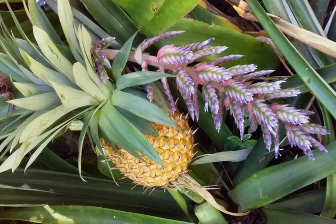 Pineapple at the Orchid Garden
