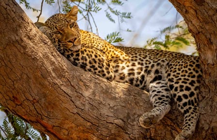 5-Day Luxury Safari from Nairobi to Maasai Mara and Naivasha