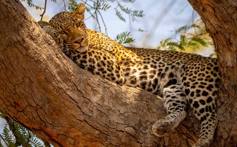 5-Day Luxury Safari from Nairobi to Maasai Mara and Naivasha