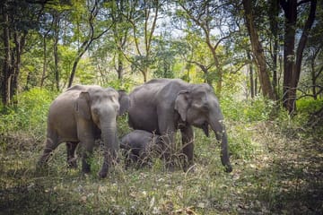Bengaluru to Nagarhole National Park Wildlife Safari Tour