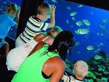 Semi-Submarine Dolphin Watching Tour in Hurghada, Egypt