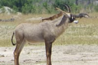 Wildlife