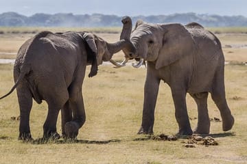 3-Day, All-Inclusive Amboseli Camping Safari