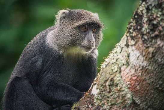 Close-up of a Sykes' monkey perched on a mossy tree trunk in Arusha National Park.