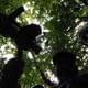 tree top bridge walk Cloud Forest hanging Bridges tour