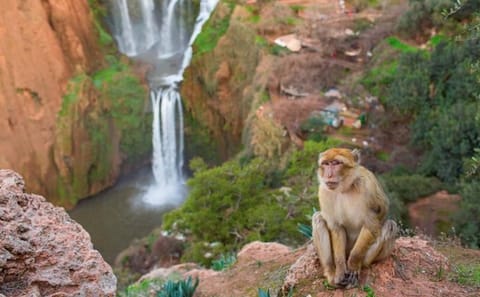 Private Day Trip to Ouzoud Waterfalls from Marrakech