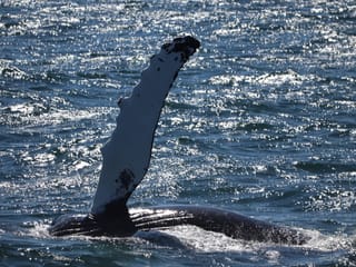 Best Value Whale Watching tour from Reykjavik, photo 27