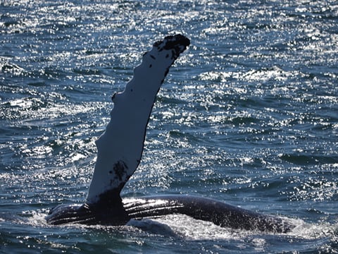 Best Value Whale Watching tour from Reykjavik, photo 27