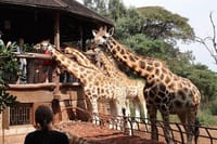Tower above the park with our giraffe encounters! Bring your camera and capture the moment with these majestic creatures.