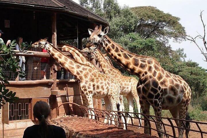 Tower above the park with our giraffe encounters! Bring your camera and capture the moment with these majestic creatures.