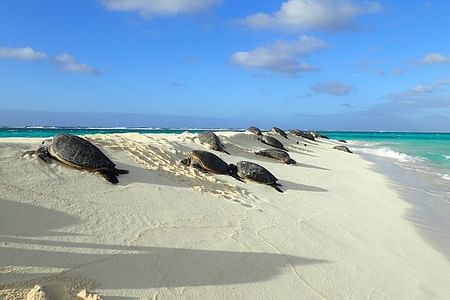 Private Circle Island Tour of Oahu: Beaches, Culture & Scenic Views