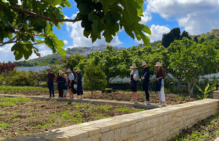 Plant It & Taste It : Garden Workshop & Traditional Moroccan Tea