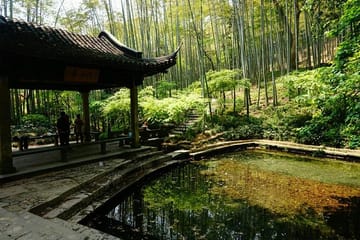 Half-Day Tour of Yunxi Bamboo Forest and Tea Plantation in Hangzhou