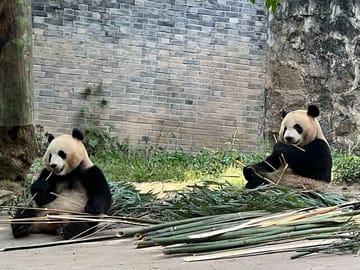 Day Tour in Chengdu