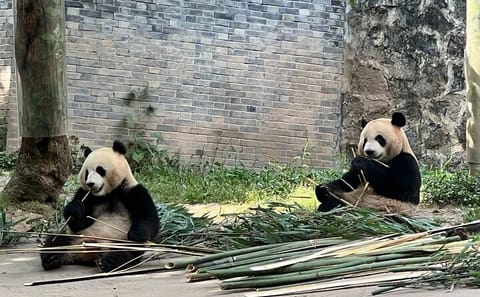 Cultural and Wildlife Day Tour in Chengdu, China