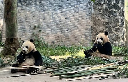 Cultural and Wildlife Day Tour in Chengdu, China