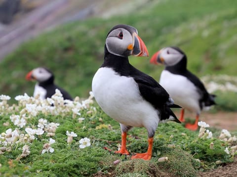 Private tour to Westman Islands with waterfall visit, photo 4
