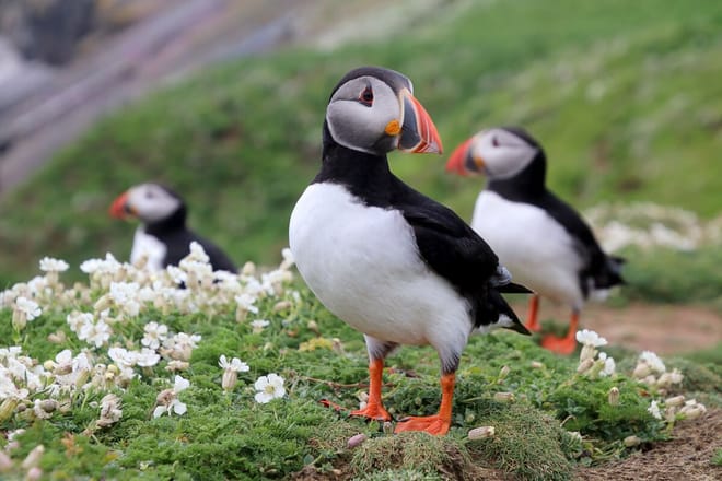 Private tour to Westman Islands with waterfall visit photo 4