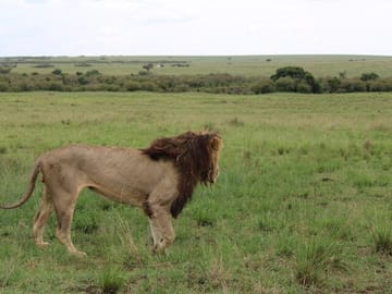 King of the jungle male lion.