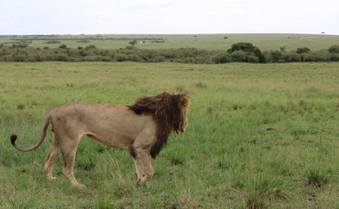 4-Day Safari Tour to Serengeti and Ngorongoro from Arusha